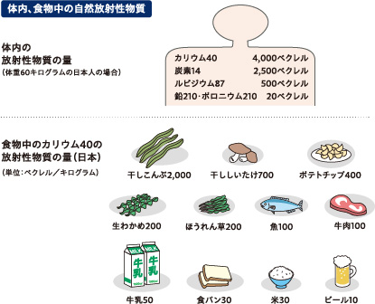 画像：体内、食物中の自然放射線物質