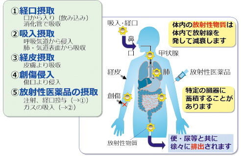 画像：内部被ばくと放射性物質の蓄積