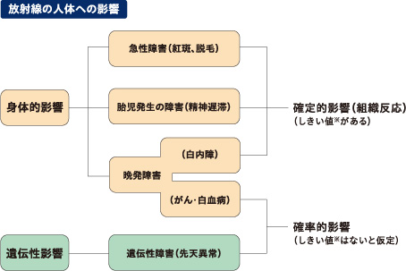 画像：放射線の人体への影響