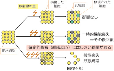 画像：細胞死と確定的影響