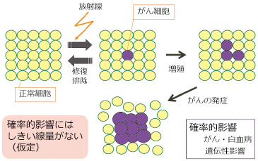 画像：細胞の突然変異と確率的影響