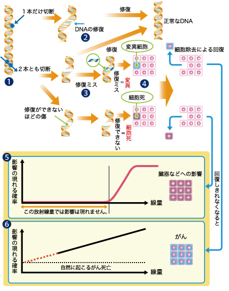 画像：DNAと放射線