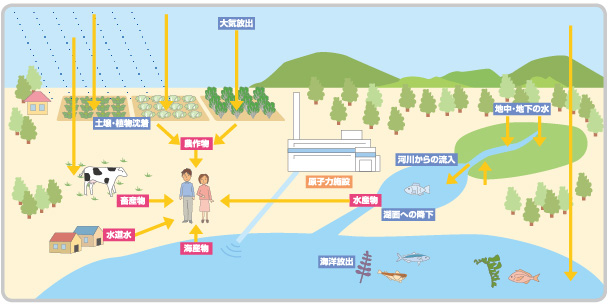 画像：放射性物質の環境における移行