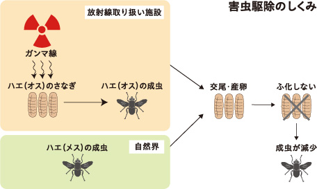 画像：害虫駆除のしくみ